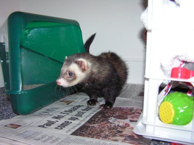 ./2005/Ferrets/thumbferrets